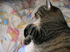 Micky dort sur maman 10